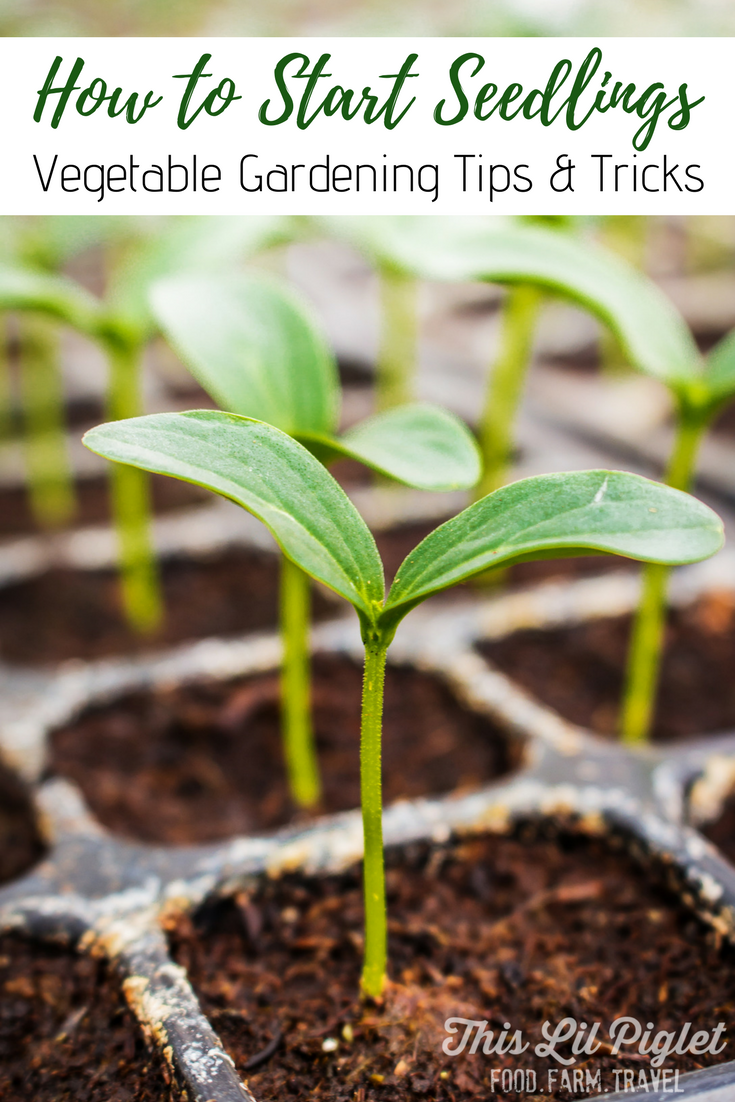 picture Gardening Tips And Tricks how to start seedlings vegetable garden