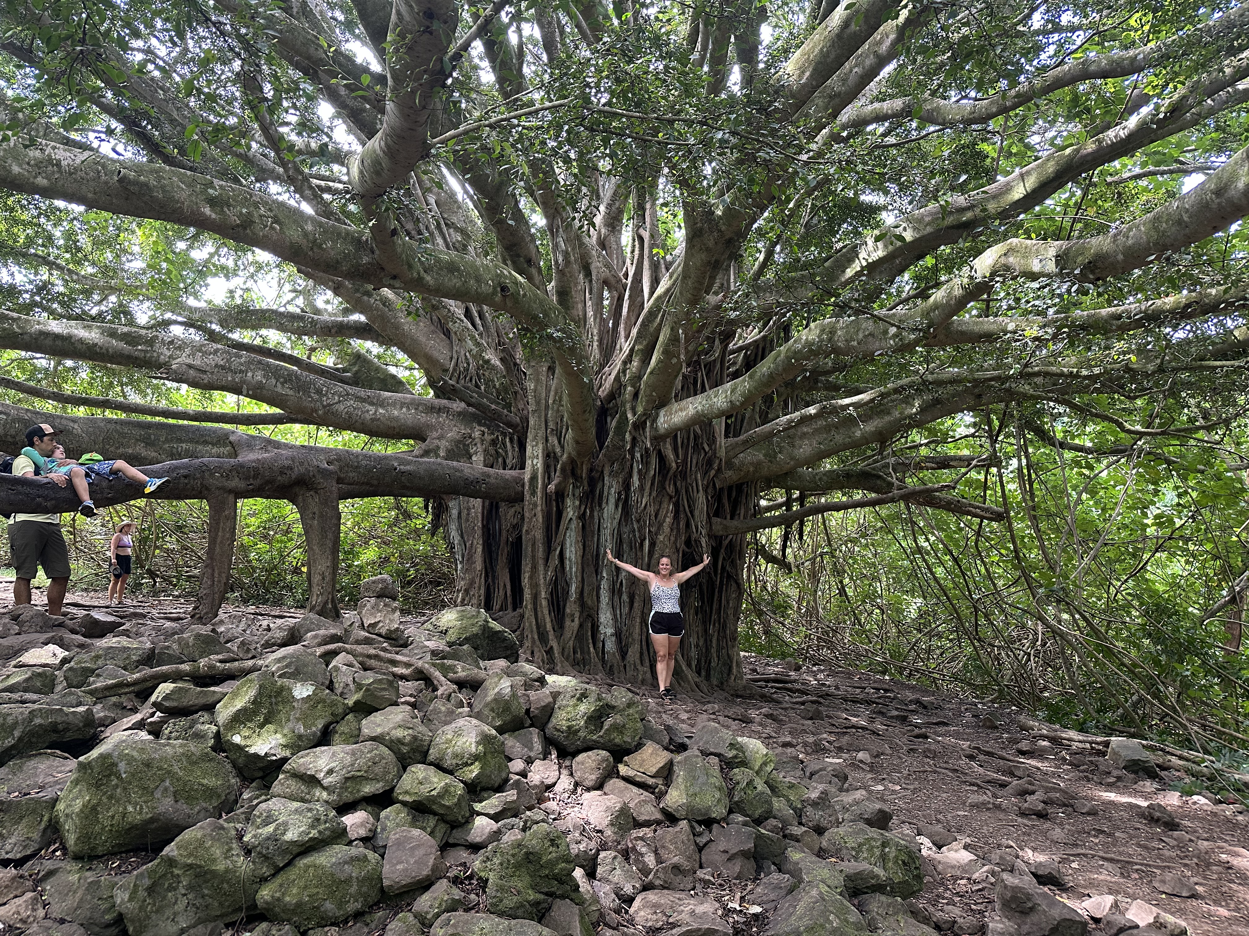 1000 year old banyan tree. Maui- A complete 7 day itinerary.