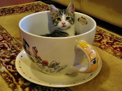 13 most interesting facts about teacup kittens
