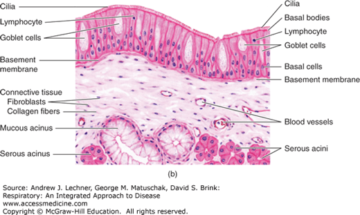 Development and functional anatomy of the lungs and airways