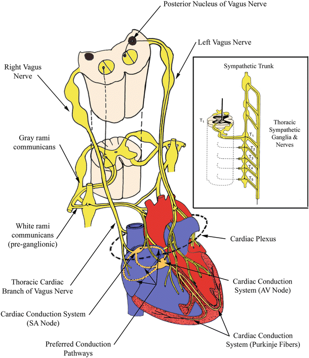 The nervous system consists of the central nervous system and the peripheral nervous system. Autonomic Nervous System Thoracic Key