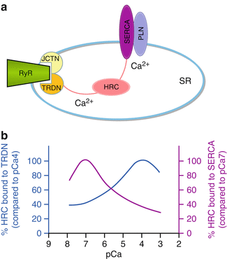 Calcium Cycling Circuits in Cardiac Physiology and Pathophysiology ...