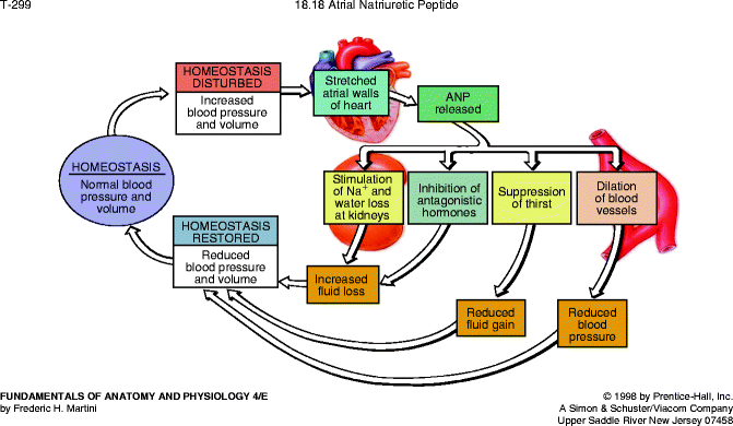 Principles of Heart Failure | Thoracic Key
