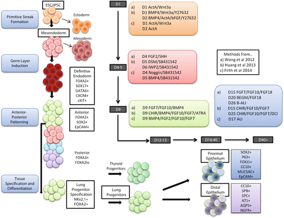 The Hope for iPSC in Lung Stem Cell Therapy and Disease Modeling ...