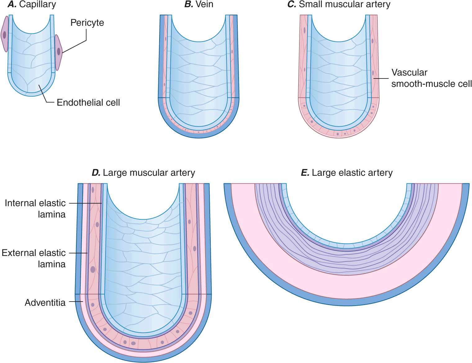 Basic Biology of the Cardiovascular System | Thoracic Key
