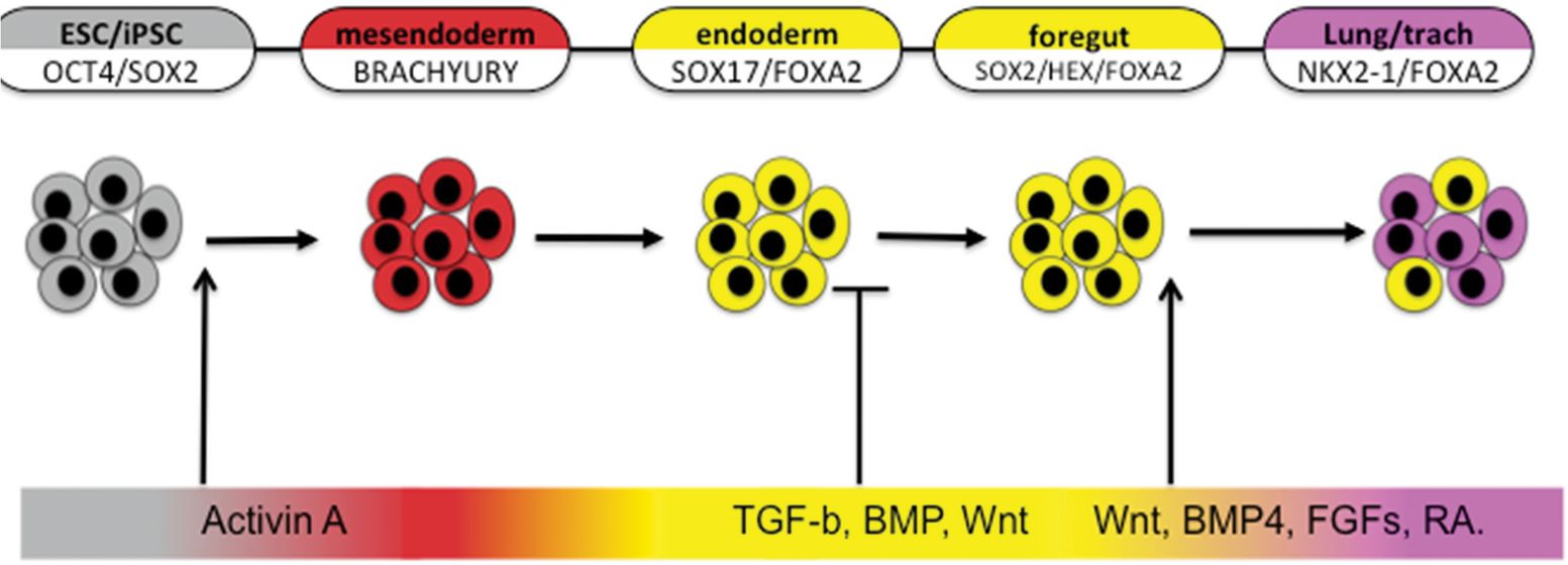 The Genetic Programs Regulating Embryonic Lung Development and Induced ...