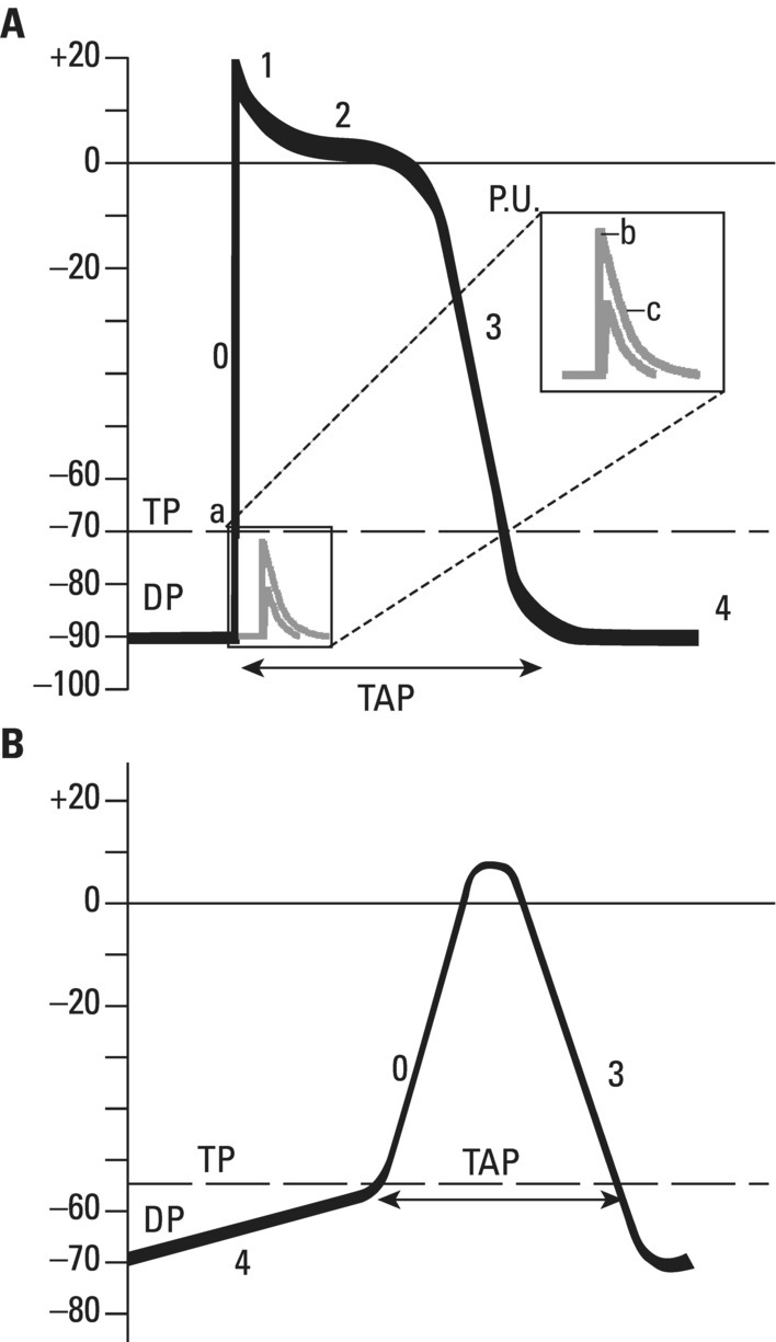 Schematic illustration of the transmembrane diastolic or resting potential (DP) and transmembrane action potential (AP) of contractile (A) and automatic (B) cells.