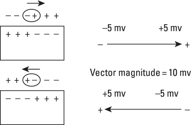 Schematic illustration of a vector is the magnitude expression of the difference in potential between the head (+) and the tail (-) of a dipole.