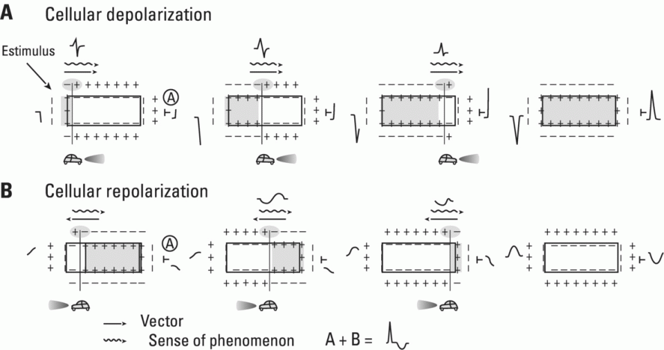 Schematic illustration of how the cellular electrogram curve (A + B) is produced according to the dipole vector theory. (A) Cellular depolarization; (B) cellular repolarization.