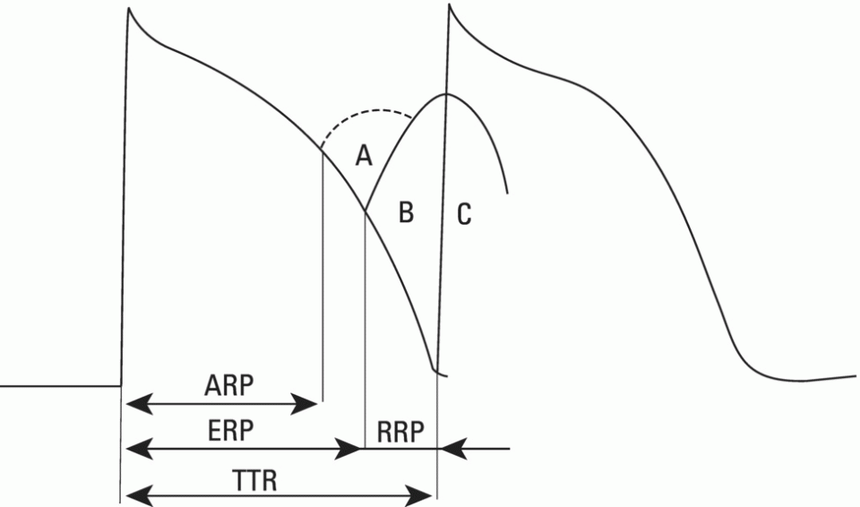 Schematic illustration of the cellular excitability phases and refractory periods in cells where excitability recovery is voltage-dependent (rapid response).