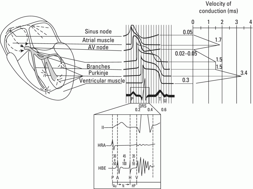 Schematic illustration of the morphology of the AP of the different specific conduction system structures as well as the different conduction speeds (ms) through these structures.