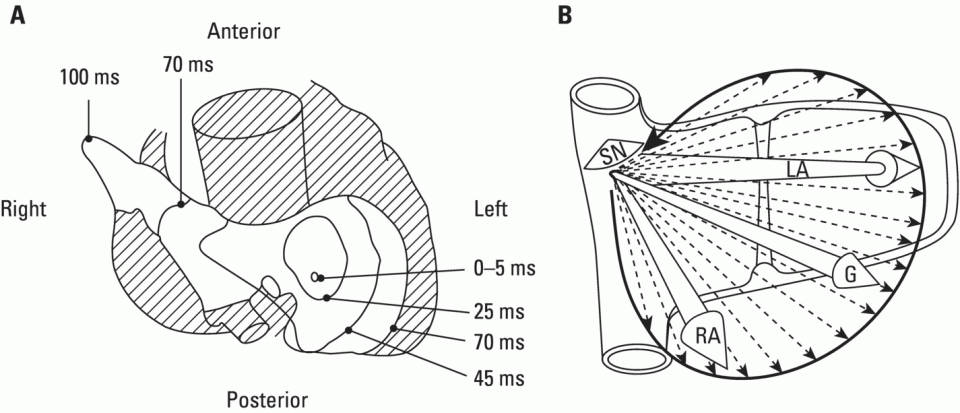 Schematic illustration of the (A) Isochronic atrial activation lines. (B) Left, right, and global (G) atrial depolarization vector and P loop. The successive multiple instantaneous vectors are also pictured.