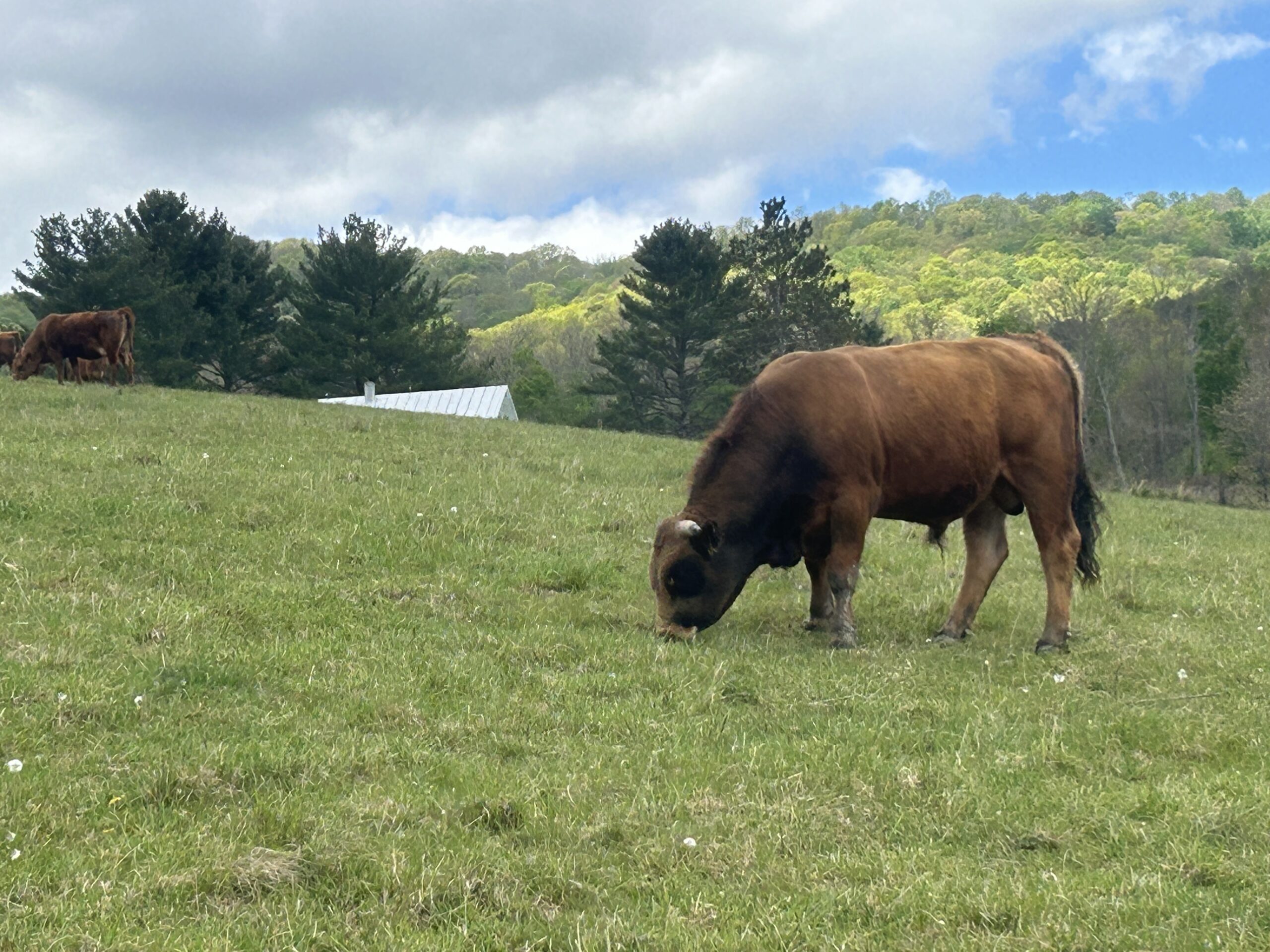 Bull grazing.