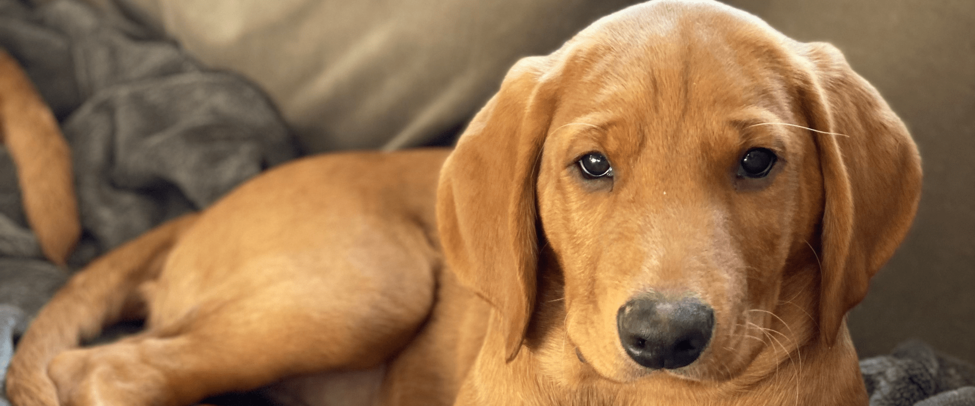 Eco Friendly Dog Products for our Fox Red Labrador puppy