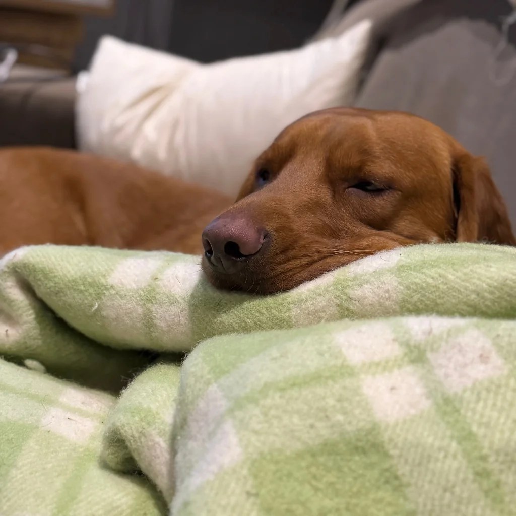 dog friendly holiday