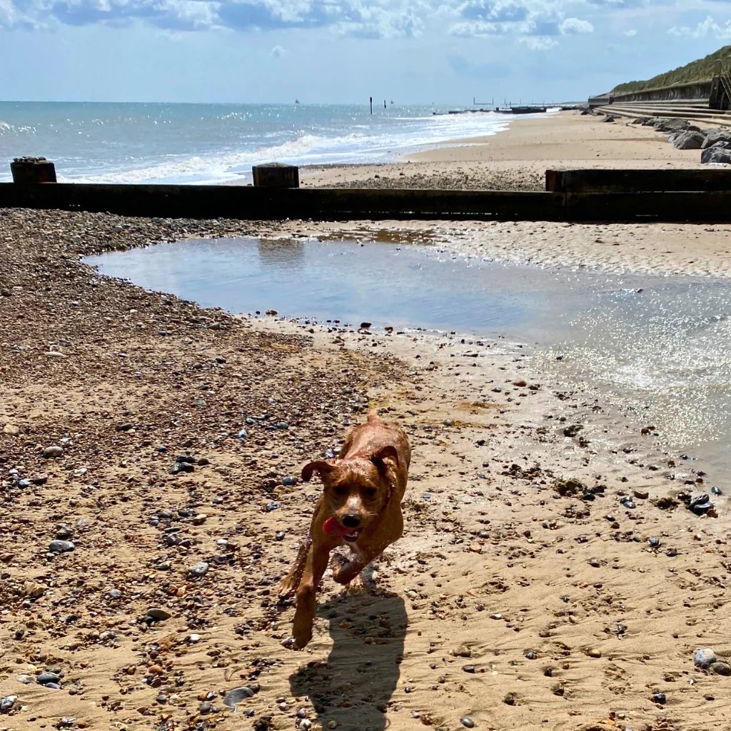 Bramble on a dog friendly holiday