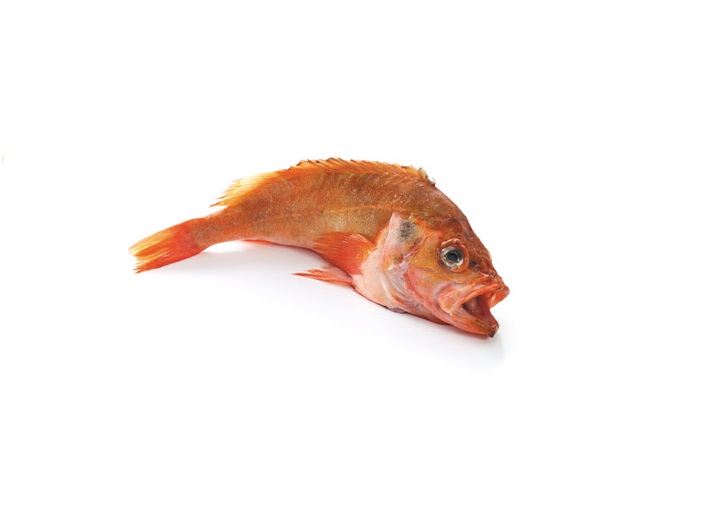 Atlantic Redfish / 大西洋红鱼