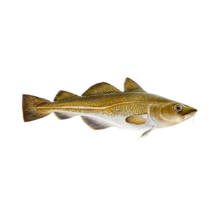Atlantic Cod / 大西洋鳕鱼