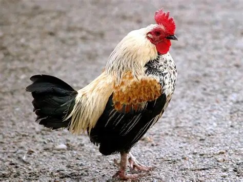 Image of a Rooster