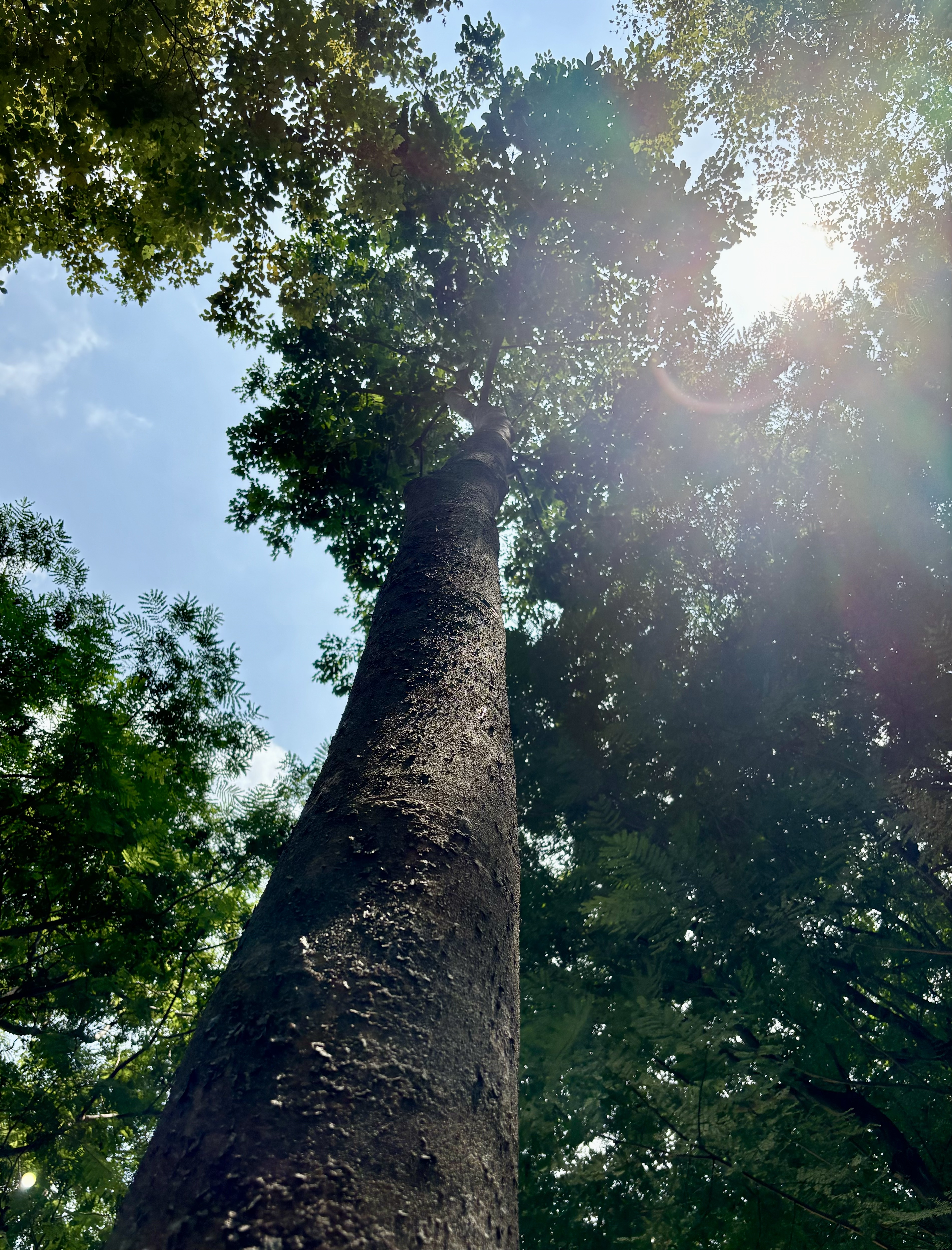 Singapore Tree Noon