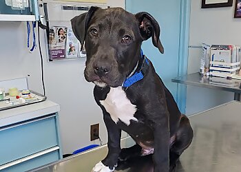 Erdman animal hospital in baltimore