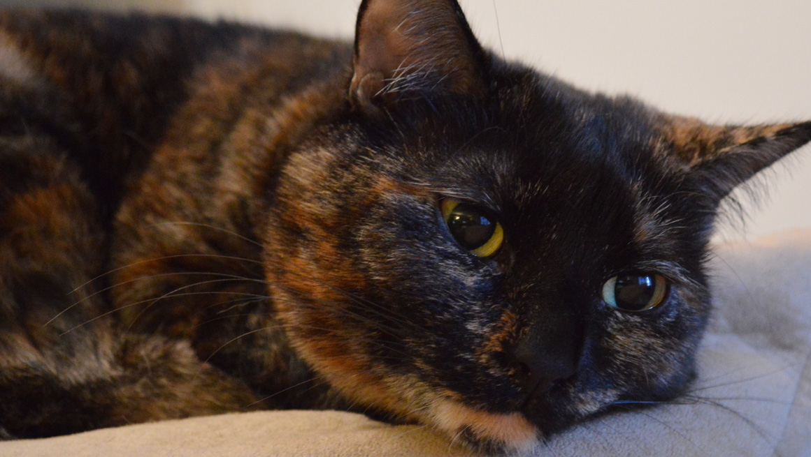 Meet Olive
