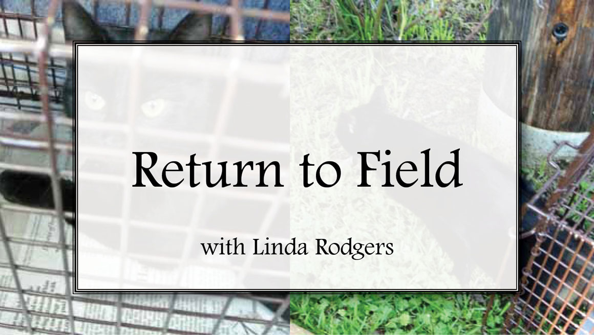 Return to field with Linda Rodgers