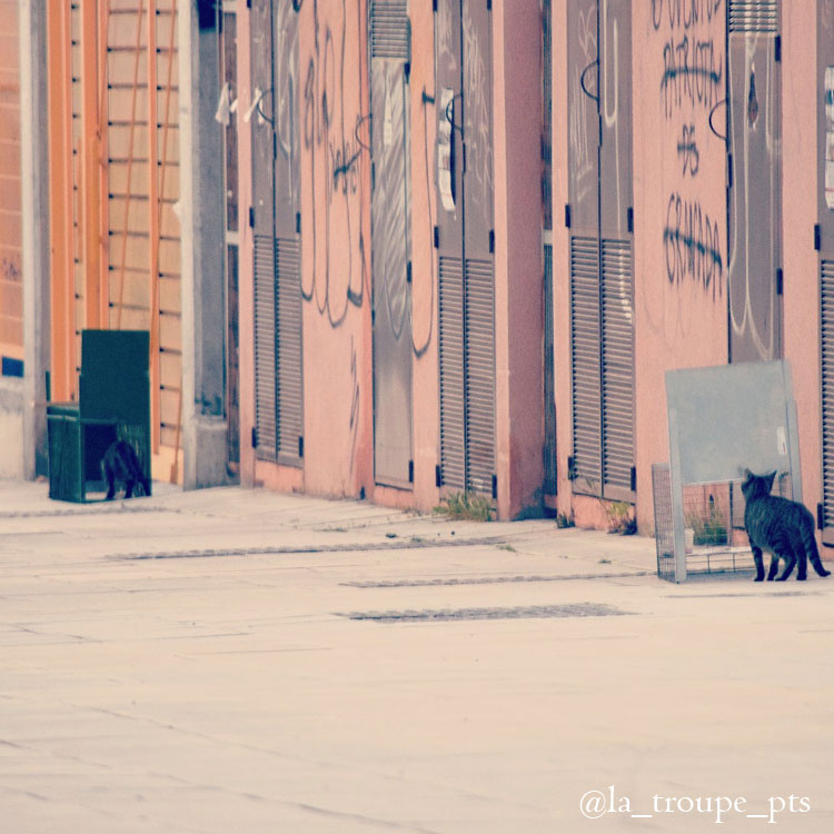 two cats examining traps