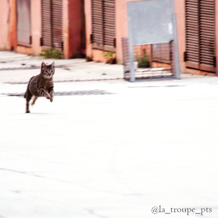 tabby cat running after being released from trap