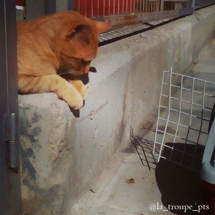 ginger cat looking at carrier