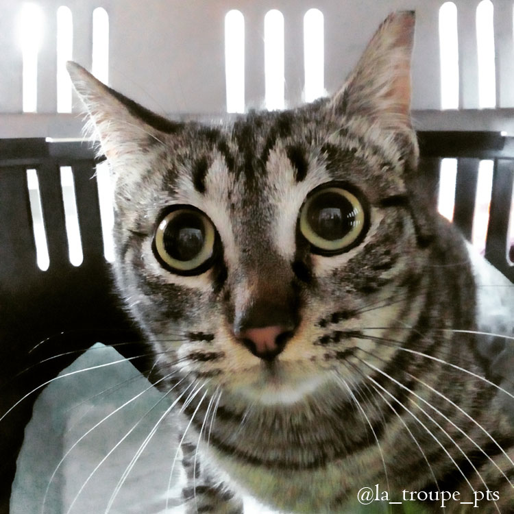 tabby cat in carrier