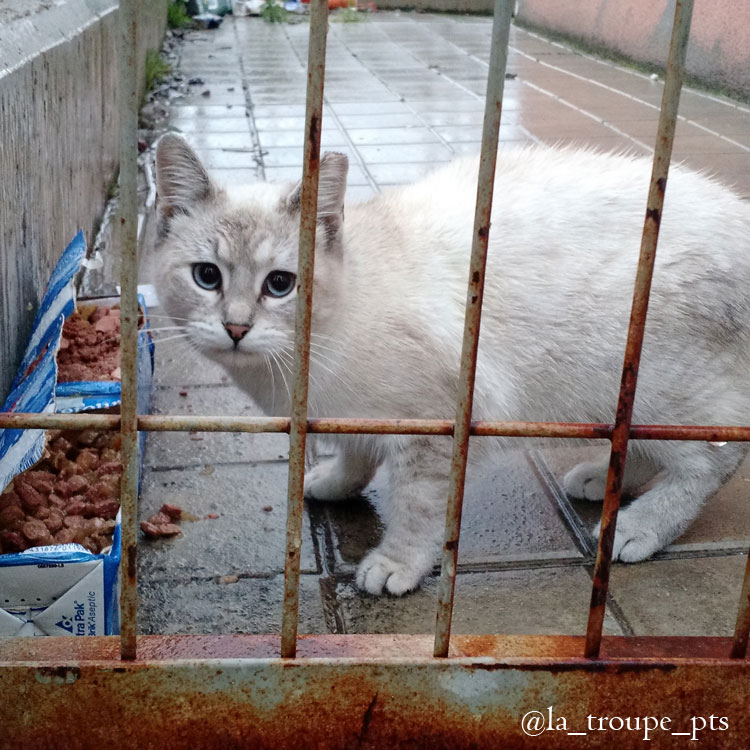 feral cat eating