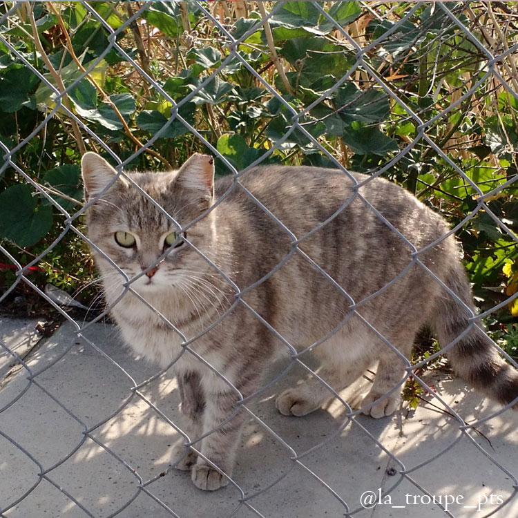 diluted tabby cat