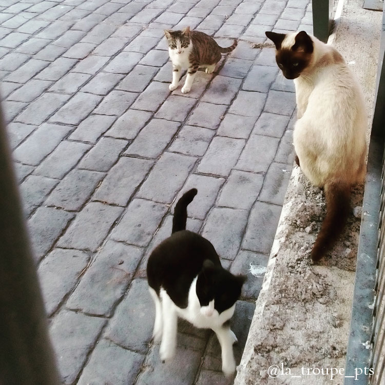 three feral cats