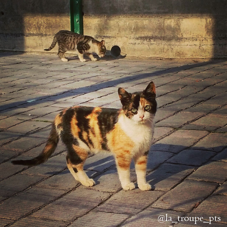 two feral cats