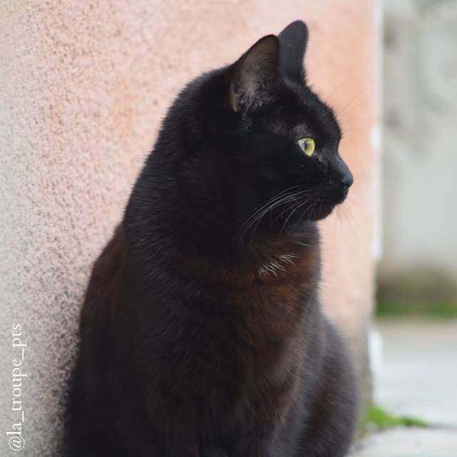 black cat