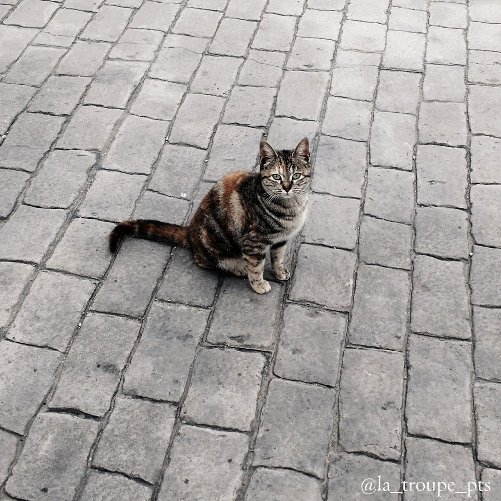 tabby cat