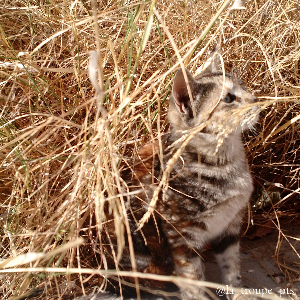 tabby cat