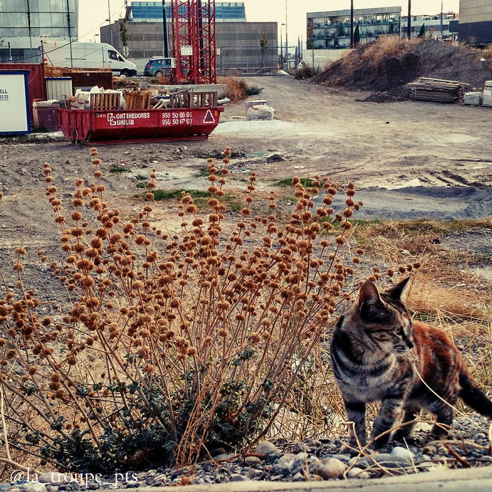 tabby cat