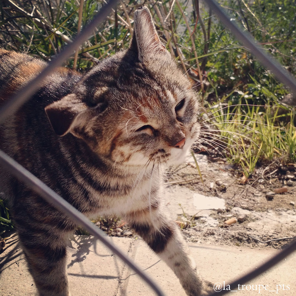 tabby cat