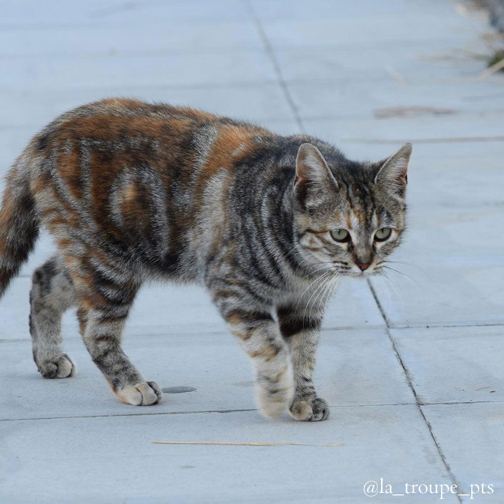 tabby cat