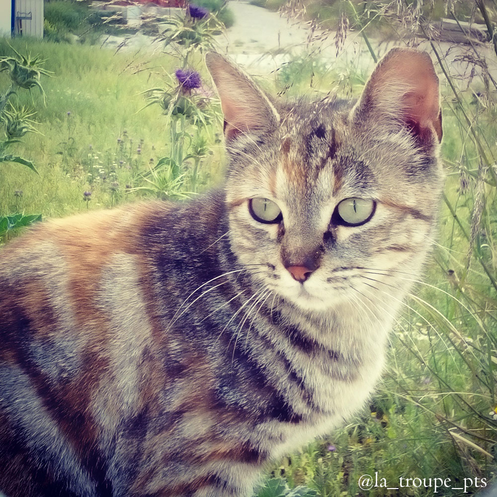tabby cat