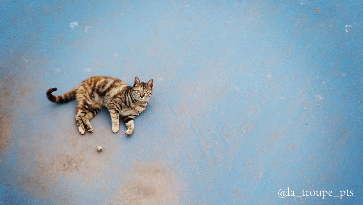 tabby cat