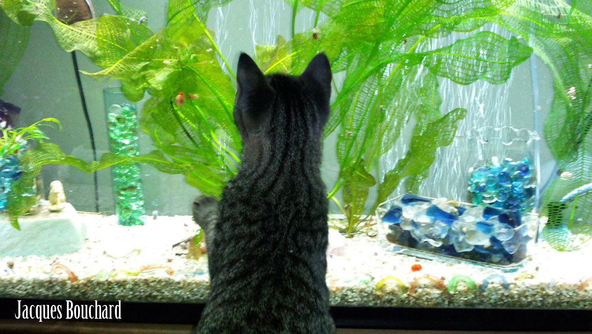 A Tale of Two Kitties