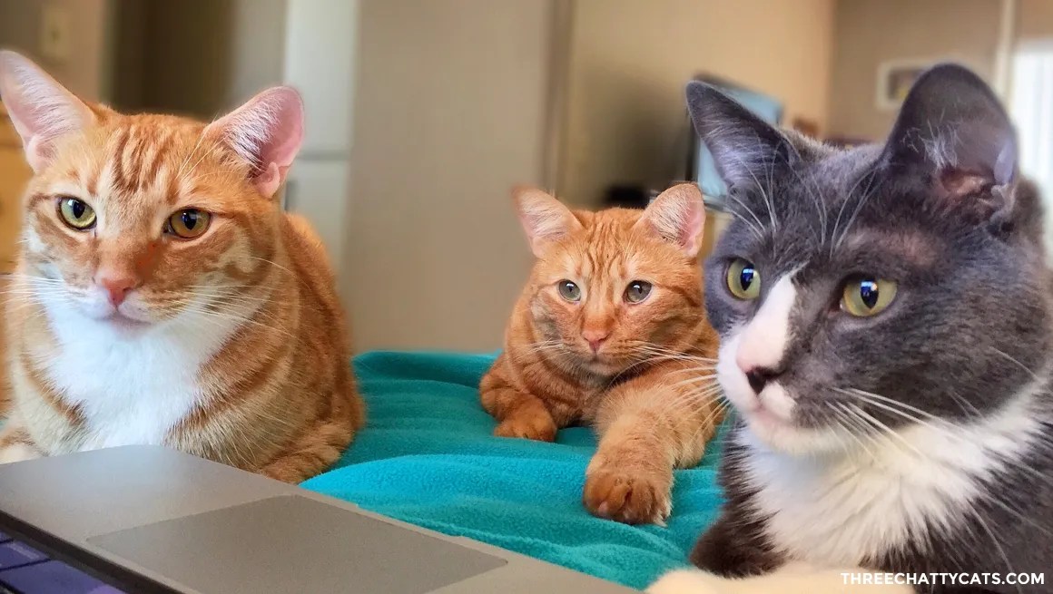 two orange tabby cats and one gray and white cat