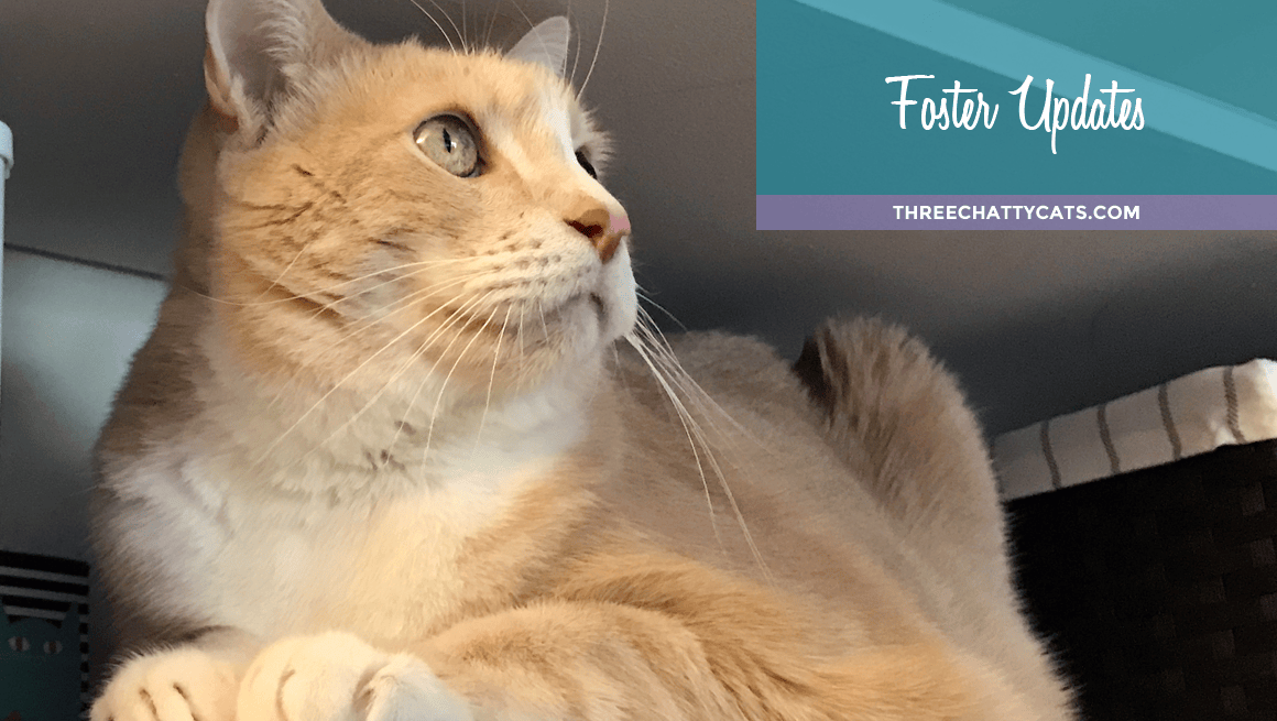 Foster Updates
