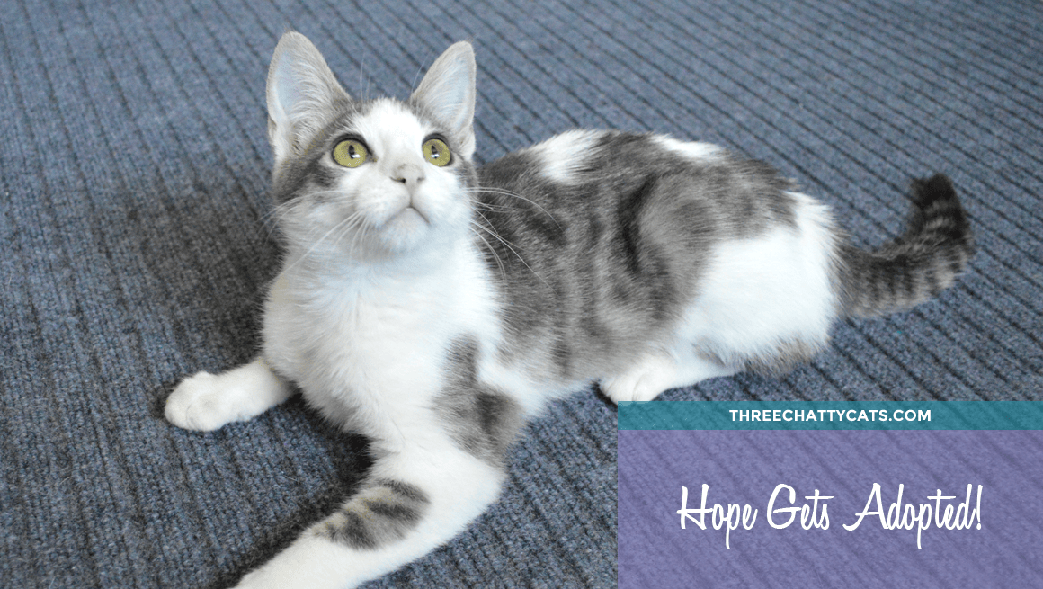 Hope Gets Adopted!