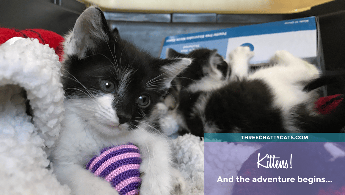 black and white kittens