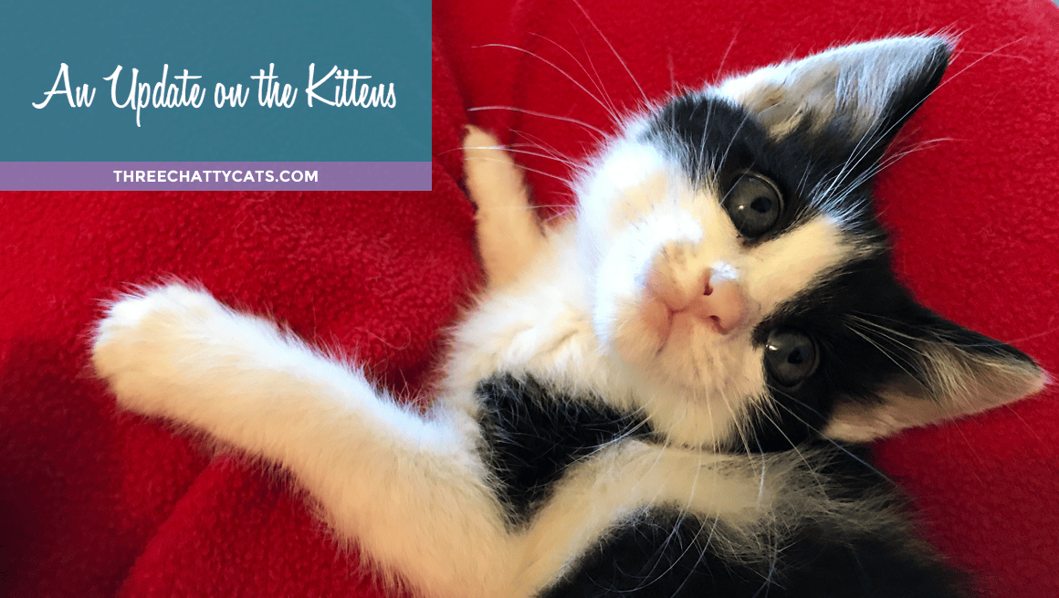 An Update on the Kittens