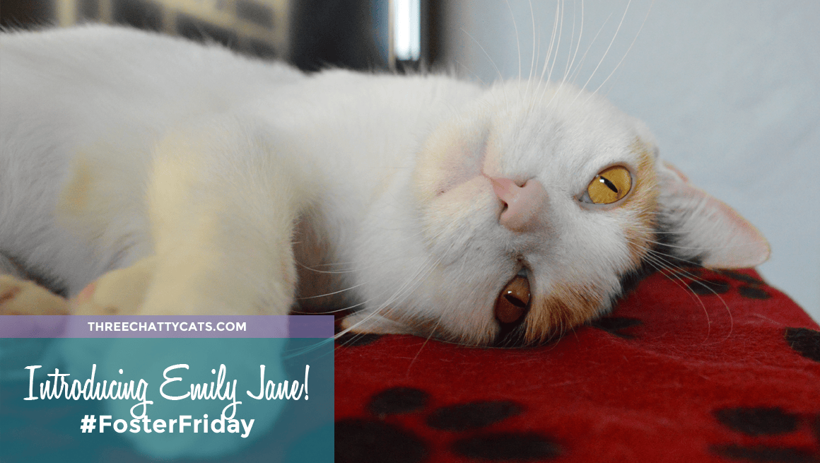 Foster Cat Emily Jane